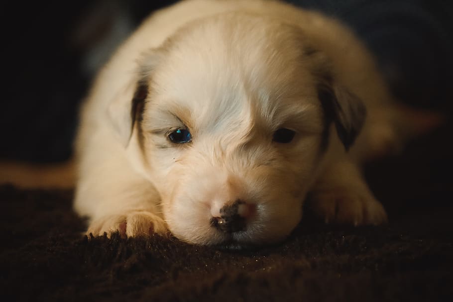 aussie, dog, baby, shepherd, australian, puppy, domestic, canine HD wallpaper