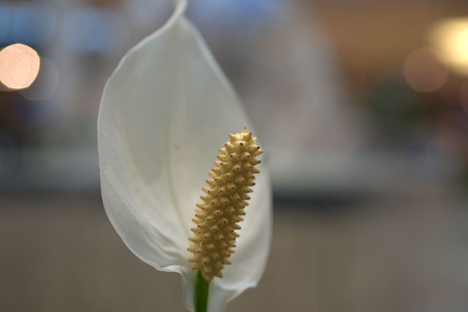 peace lily, spathiphyllum, flower, vaginal sheet, spathiphyllum cannifolium, HD wallpaper