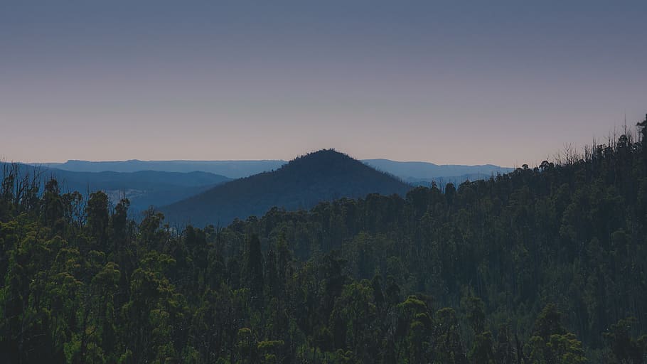 tree, hill, mountain, sky, green, plant, beauty in nature, scenics - nature HD wallpaper