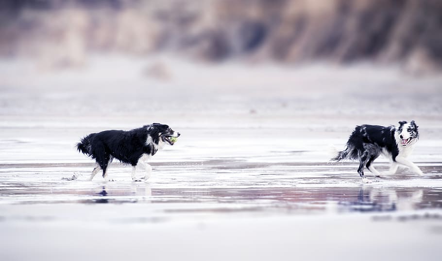 Selective Focus Photography of Two Black-and-white Border Collies Runs in Body of Water HD wallpaper