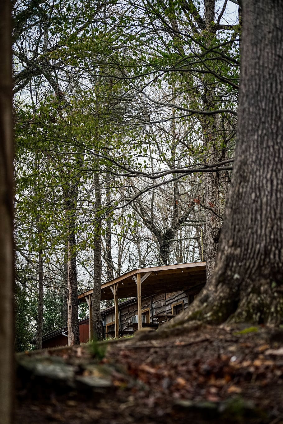 tree, plant, tree trunk, house, wood, building, housing, lake HD wallpaper