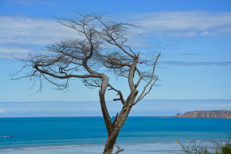tree, dead tree, still lifes, seascape, blue color, blue sky HD wallpaper