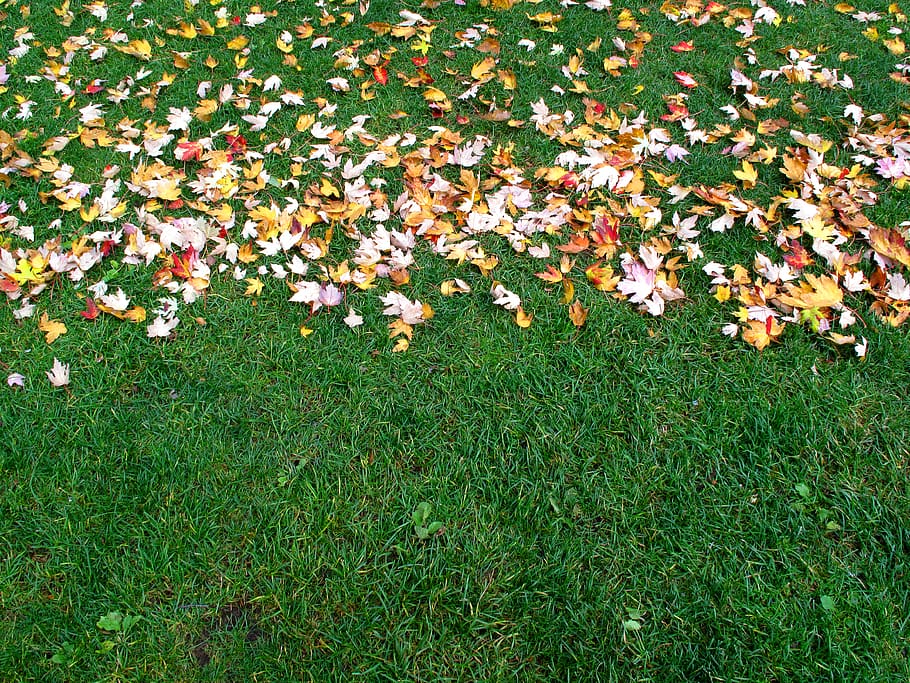 grass, leaves, half, plant, flowering plant, beauty in nature HD wallpaper