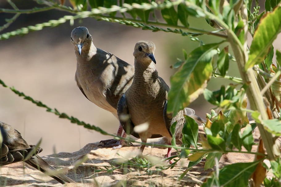 two gray birds, animal, accipiter, jay, ground, pigeon, beak HD wallpaper