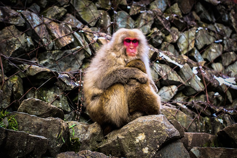 Monkey, Wildlife, Snow Monkey, Mountain, Mother, Maternity HD wallpaper