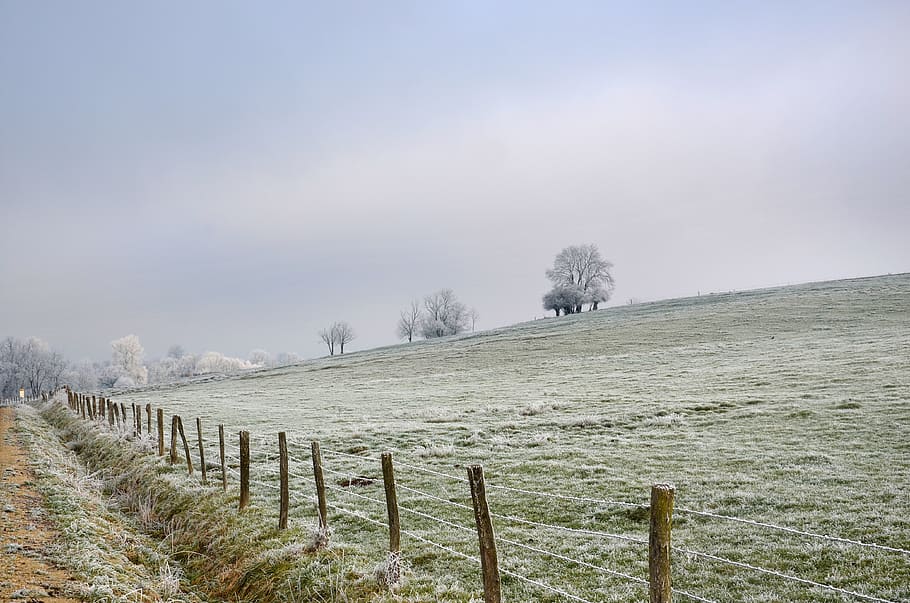 landscape, frost, winter, cold, nature, fog, trees, prairie HD wallpaper