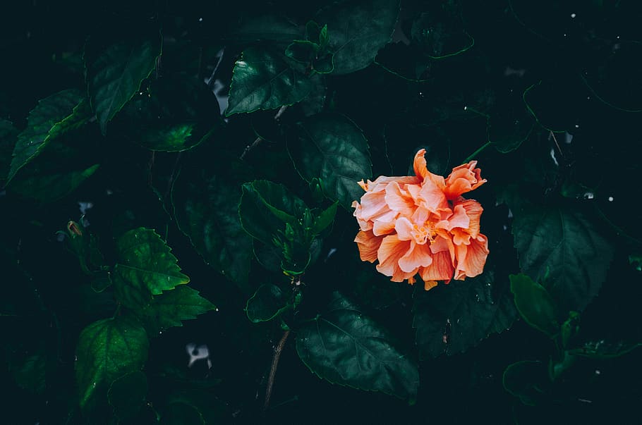 dark, green, leaves, plant, nature, garden, outdoor, flower HD wallpaper