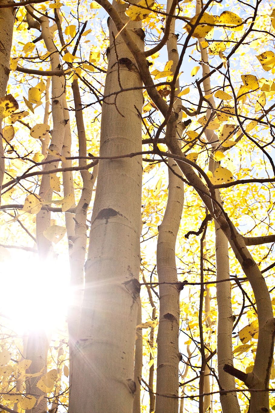 Page 8 - aspens 1080P, 2K, 4K, 5K HD wallpapers free download, sort by relevance - Wallpaper Flare