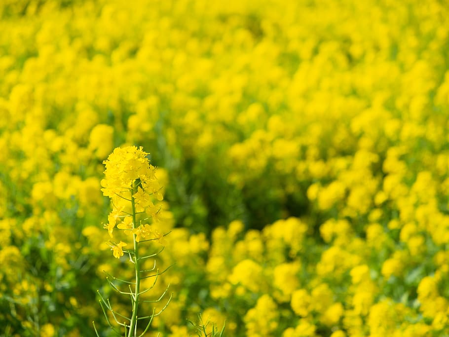 spring, rape blossoms, flowers, yellow, natural, landscape HD wallpaper