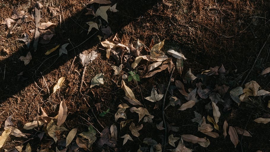leaf, autumn, plant part, dry, land, nature, field, change HD wallpaper