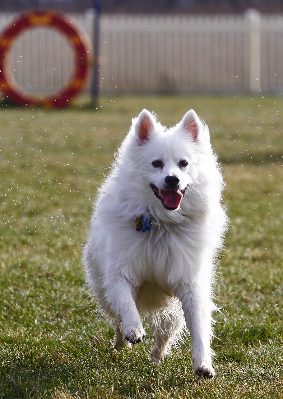 dog, american eskimo, pet, animal, cute, white, running, one animal, HD wallpaper