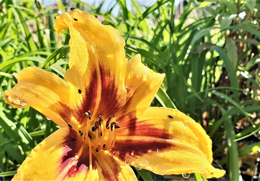 lily, flower, bloom, flora, petal, flowering plant, fragility HD wallpaper