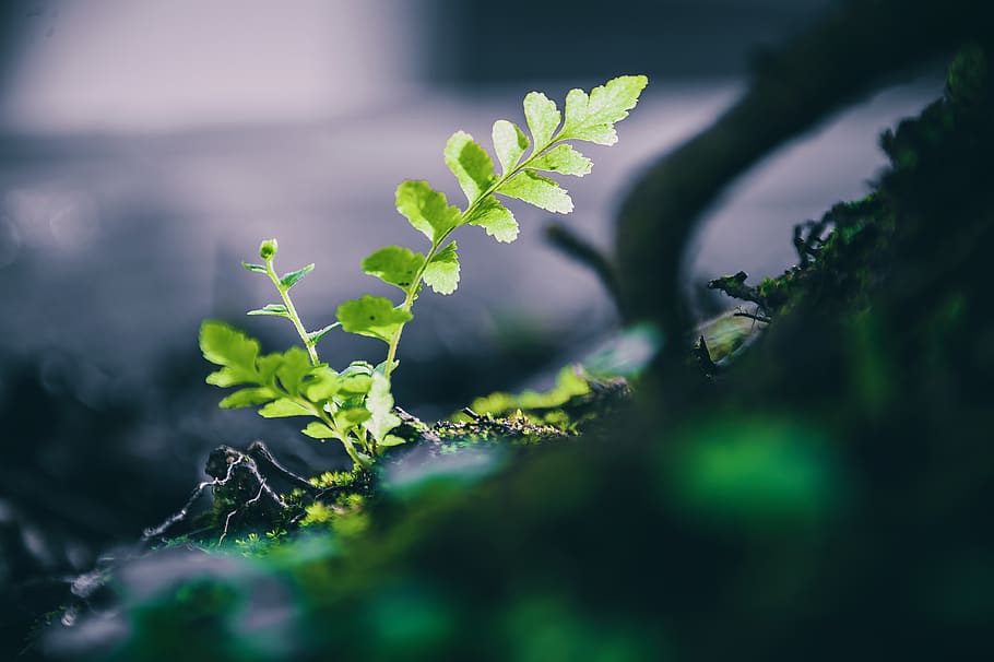 Macro Photo Of Green Leafed Plant, close-up, plant part, growth HD wallpaper