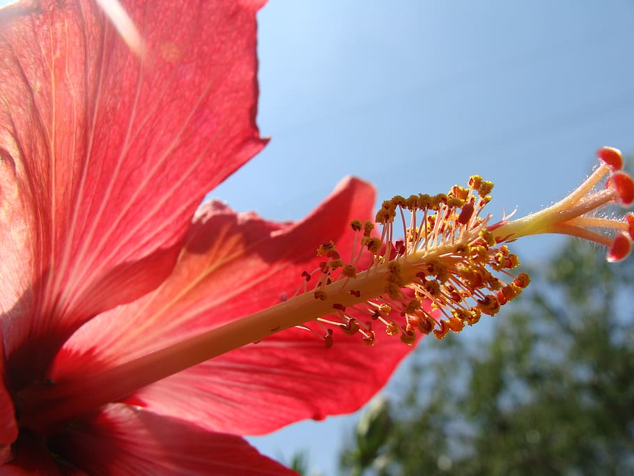 Page 2 | orange hibiscus 1080P, 2K, 4K, 5K HD wallpapers free download