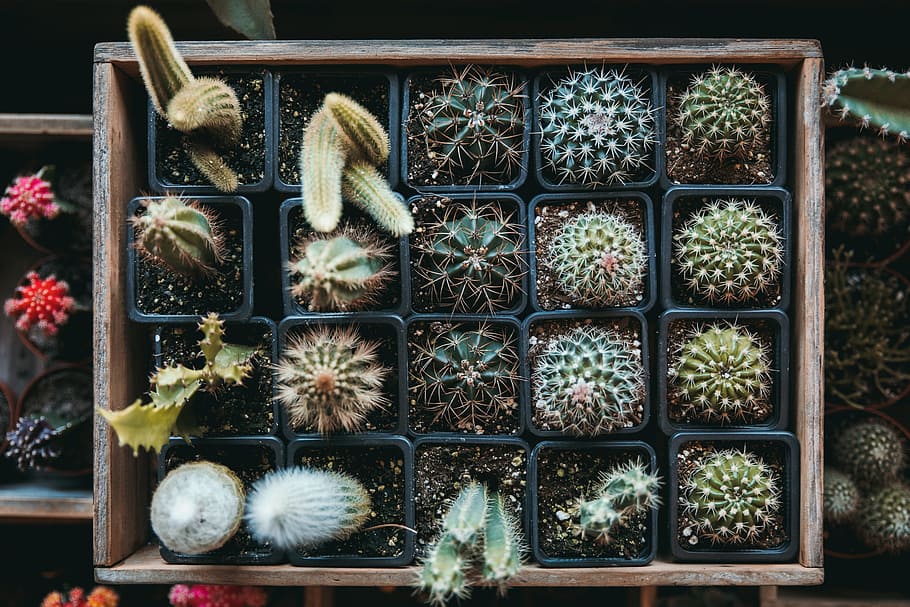 green cacti on brown wooden storage box, plant, cactus, pot, topdown HD wallpaper