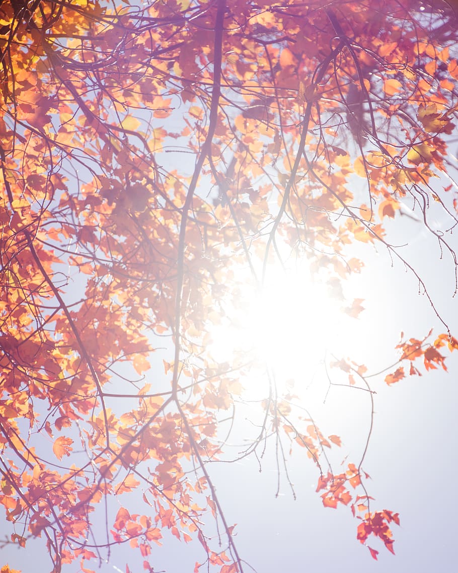 trees, leaves, backlit, sunny, sunset, overlay, branches, happy
