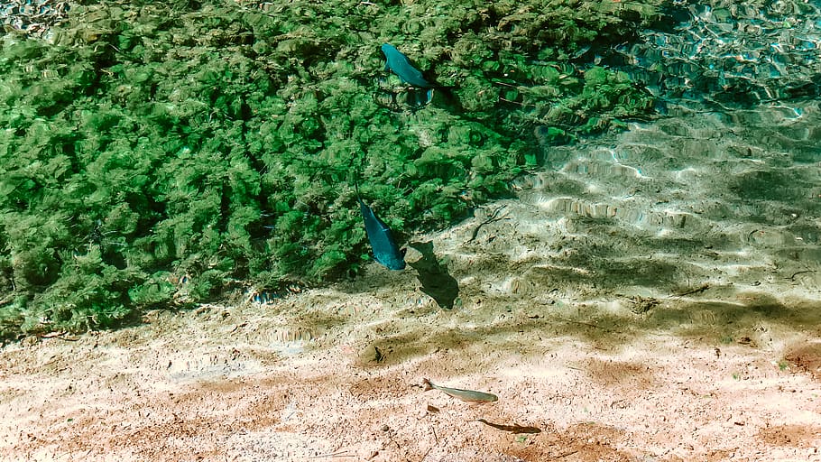 two blue fish, sea, water, nature, ocean, outdoors, sea life, HD wallpaper