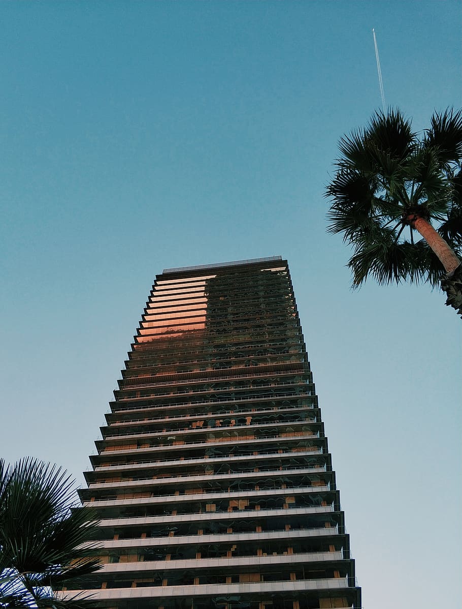 tree, plant, palm tree, arecaceae, building, urban, city, high rise HD wallpaper