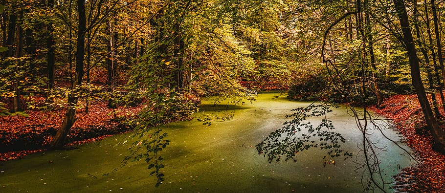 river surrounded by trees, plant, beauty in nature, water, tranquility HD wallpaper