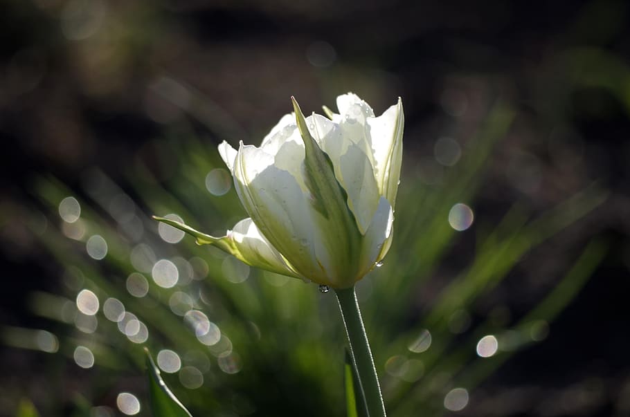 spring, tulip, the freshness, green, season, plant, beauty in nature HD wallpaper
