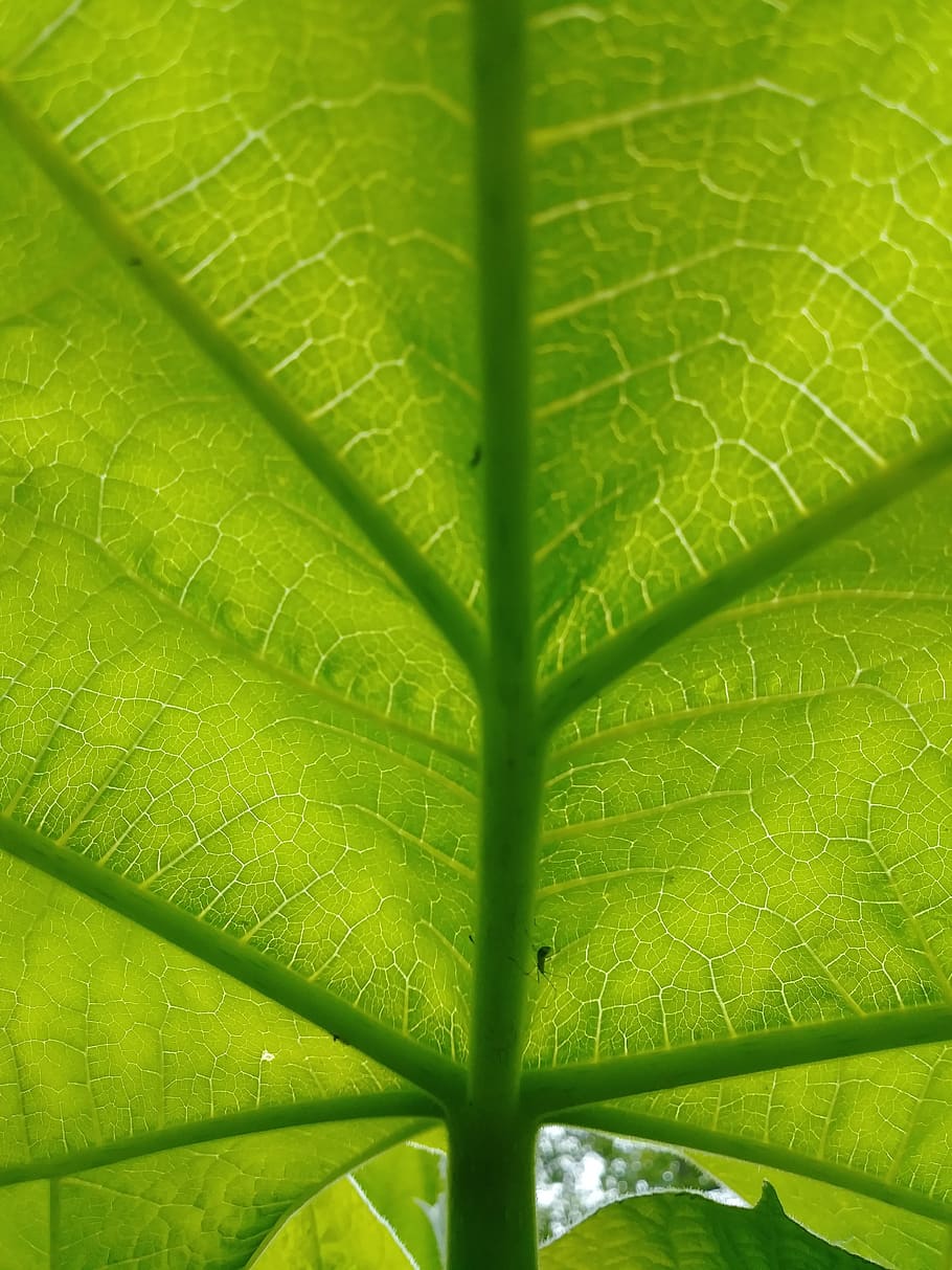 tree, invasive, green, leaves, sunlight, leaf, wildflower, weeds HD wallpaper