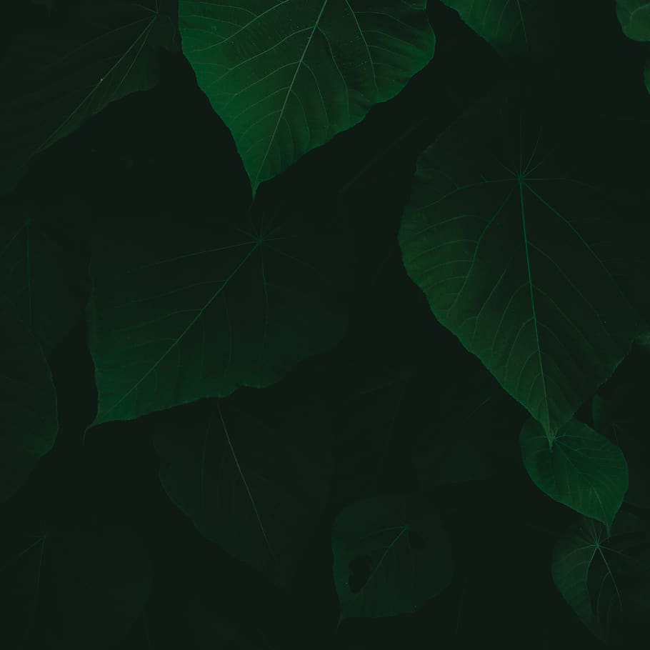 Close-Up Photo of Leaves, dark, environment, foliage, growth HD wallpaper