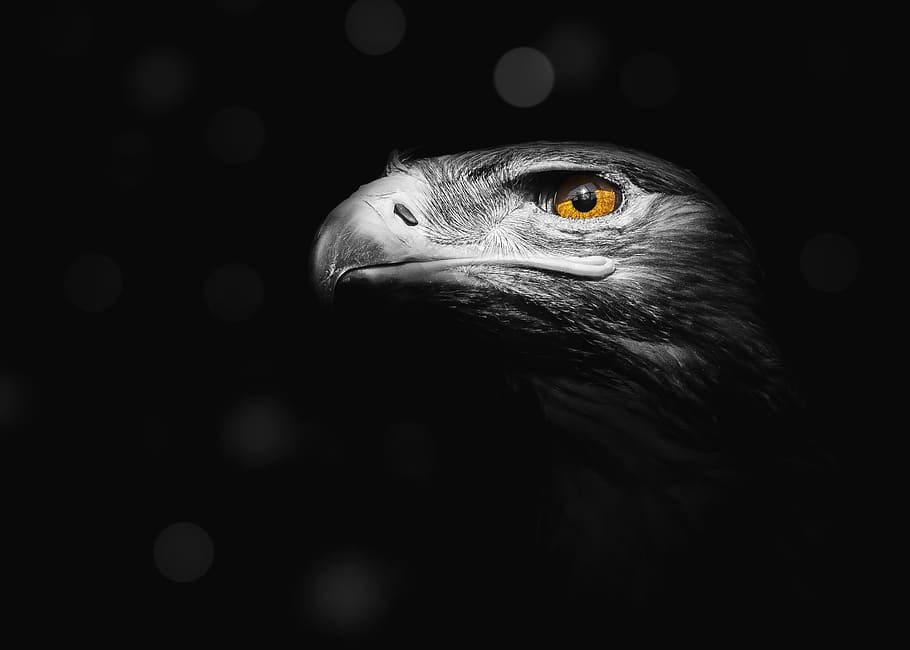 eagle, bird, nature, predator, hawk, falcon, wildlife, white HD wallpaper