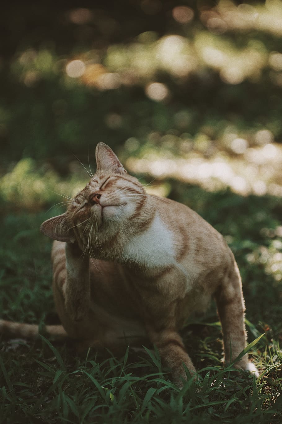 brown and white cat, animal, pet, china, 3388 sichen hwy, shanghai HD wallpaper