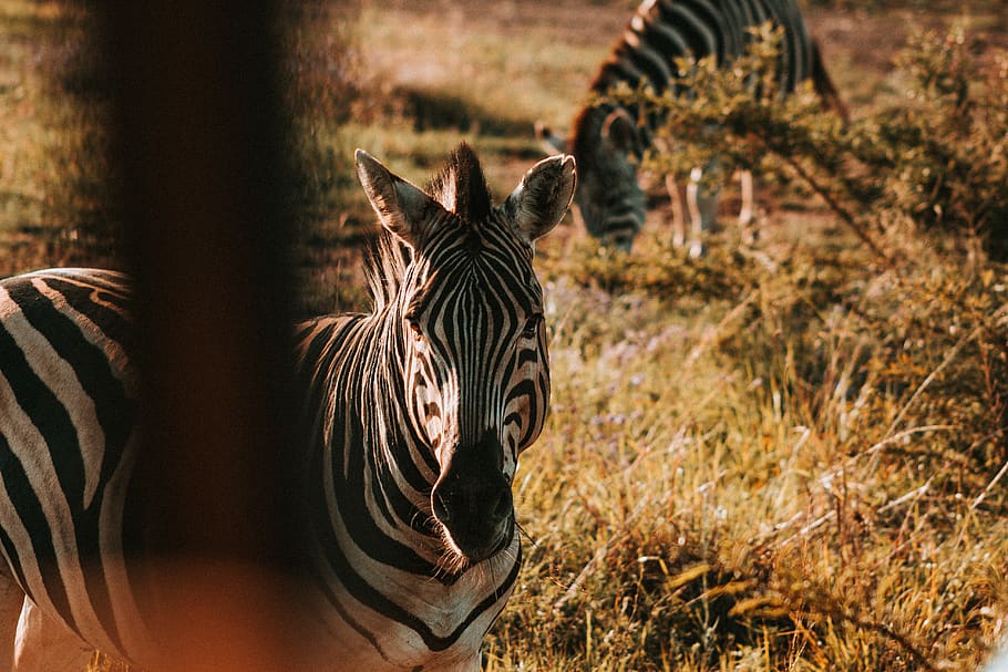Zebra eating grass, animal, wildlife, mammal, bush, africa, striped HD wallpaper