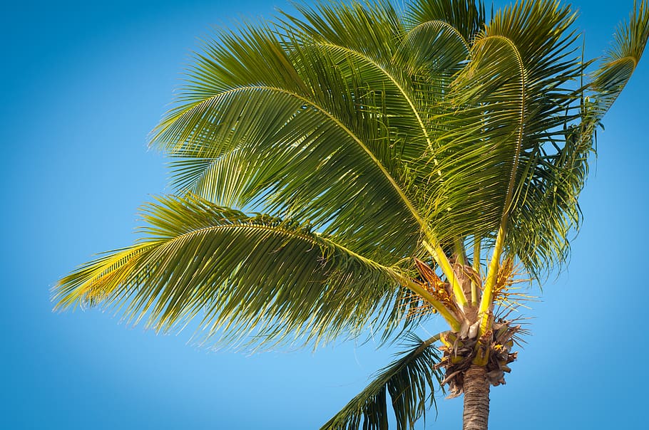 aruba, oranjestad, aruba ports authority, vacation, green, palm, HD wallpaper