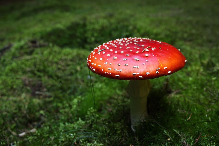 fungus, forest, toadstool, nature, green, red, toxic, foodstuffs HD wallpaper