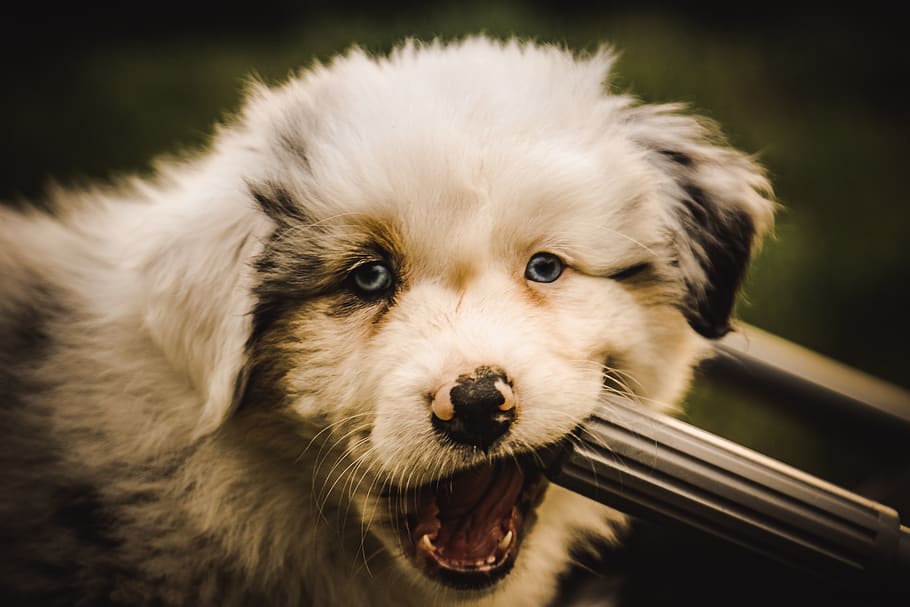 puppy, aussie, dog, mammal, one animal, animal themes, canine HD wallpaper