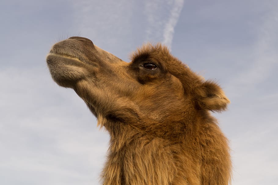 camel, animal, one animal, animal themes, mammal, vertebrate HD wallpaper