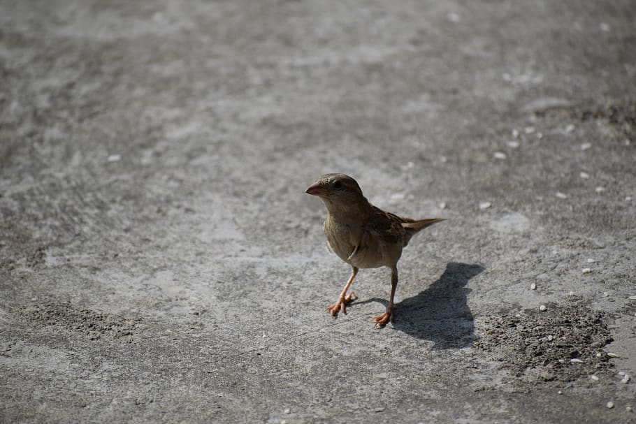 bird, sparrow, nature, sperling, animal, feather, perched, bill HD wallpaper