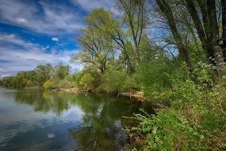 lake, spring, nature, landscape, water, forest, bushes, bank HD wallpaper