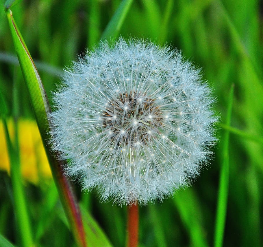 dandelion, nature, blossom, bloom, plant, flower, vulnerability, HD wallpaper