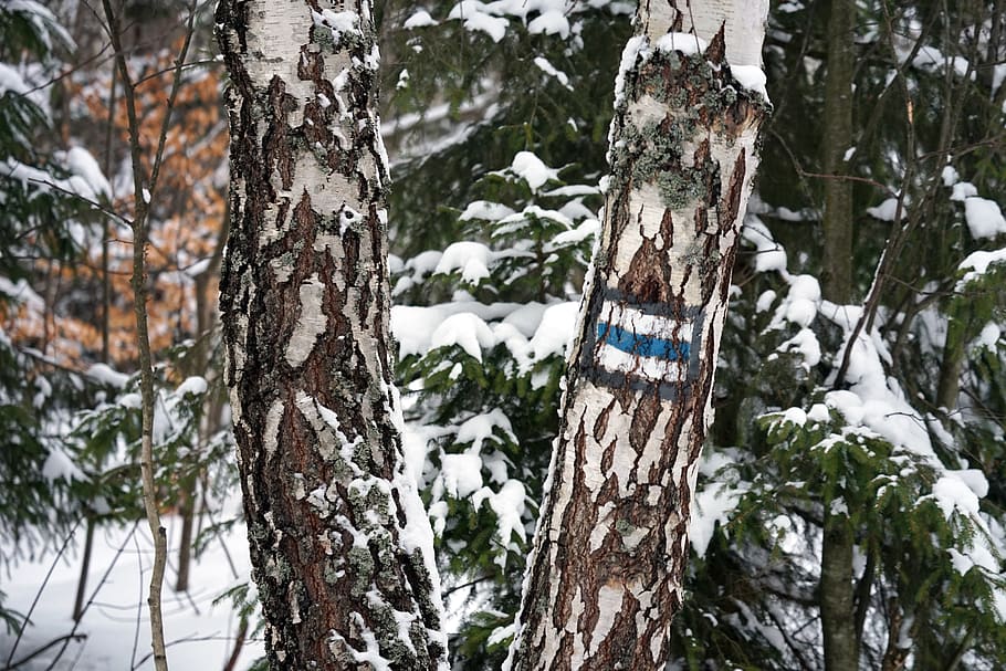 poland, wołosate, trees, forest, snow, winter, plant, cold temperature HD wallpaper