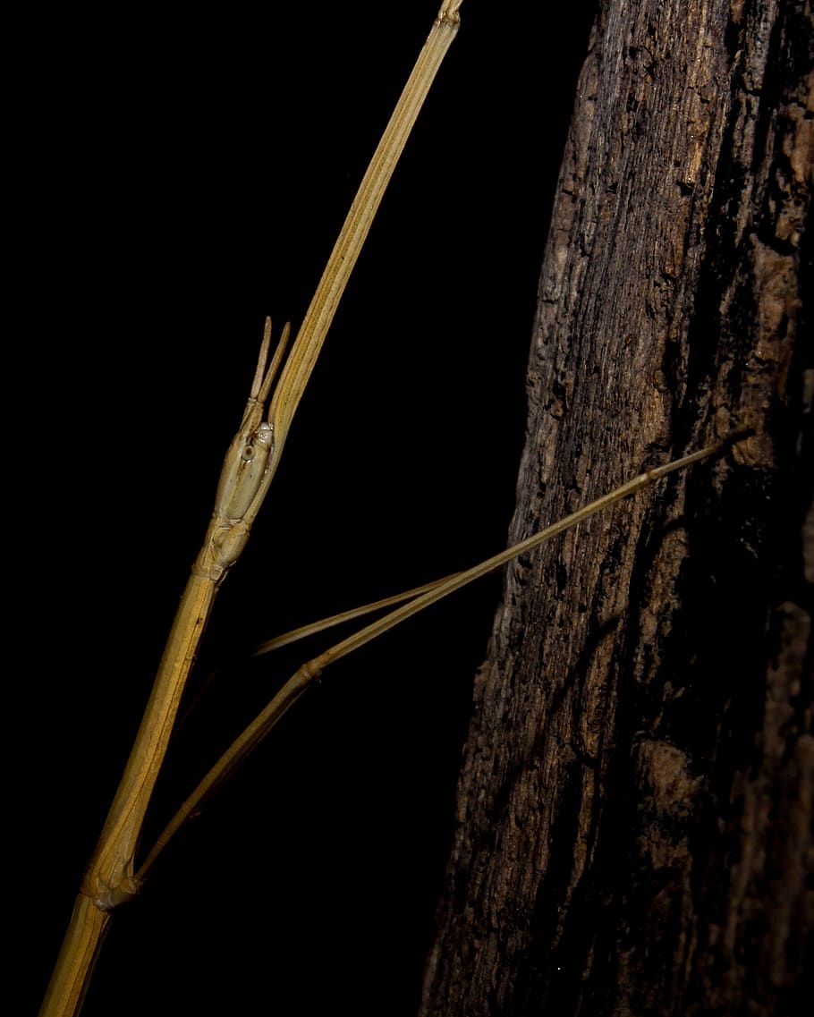 bug, insect, phsmid, stick, zoom, contrast, nature, animal HD wallpaper