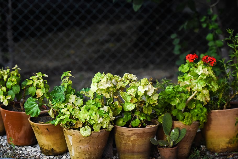 iran, damavand, tehran, geranium, flower, pot, flower pot, vase HD wallpaper