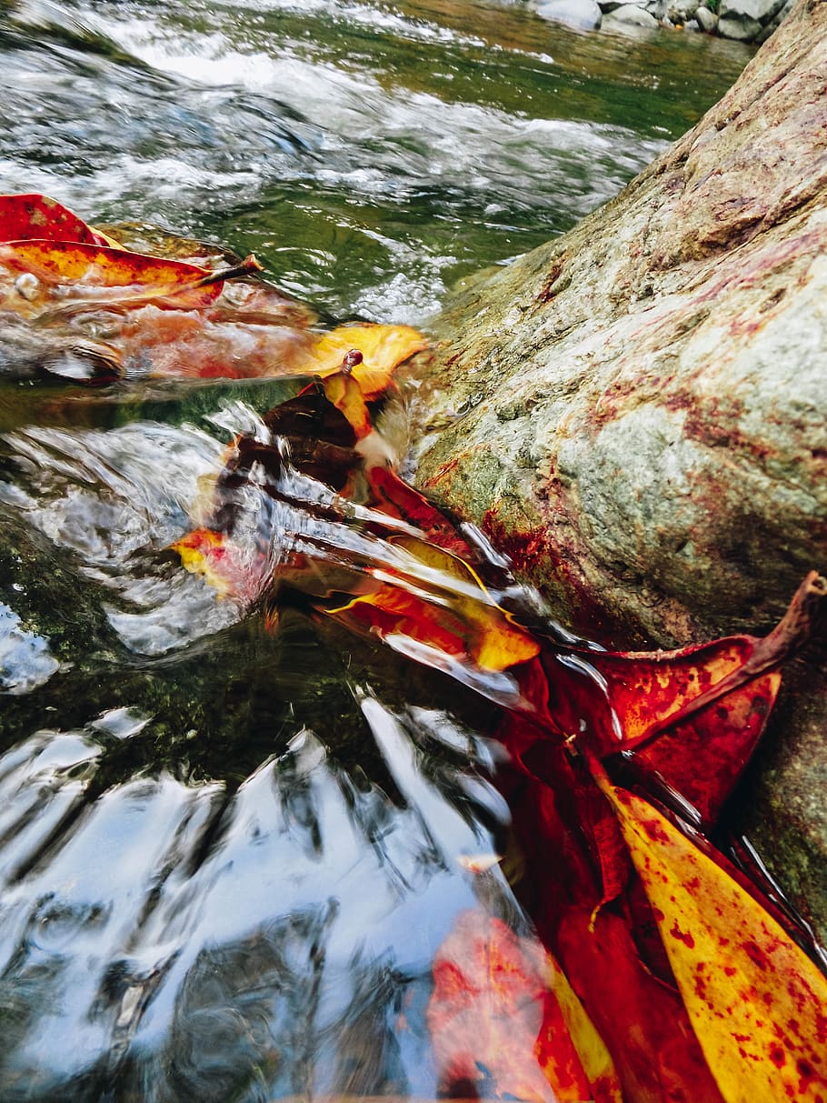water, carp, koi carp, nature, fish, animal wildlife, animals in the wild HD wallpaper