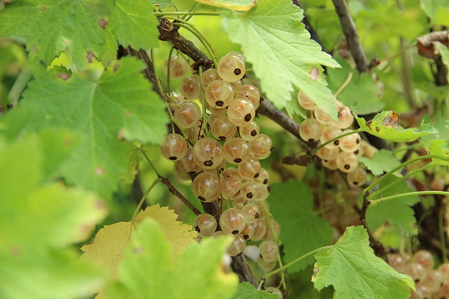 currant, berry, nature, sheet, food, white, white berry, white currants HD wallpaper
