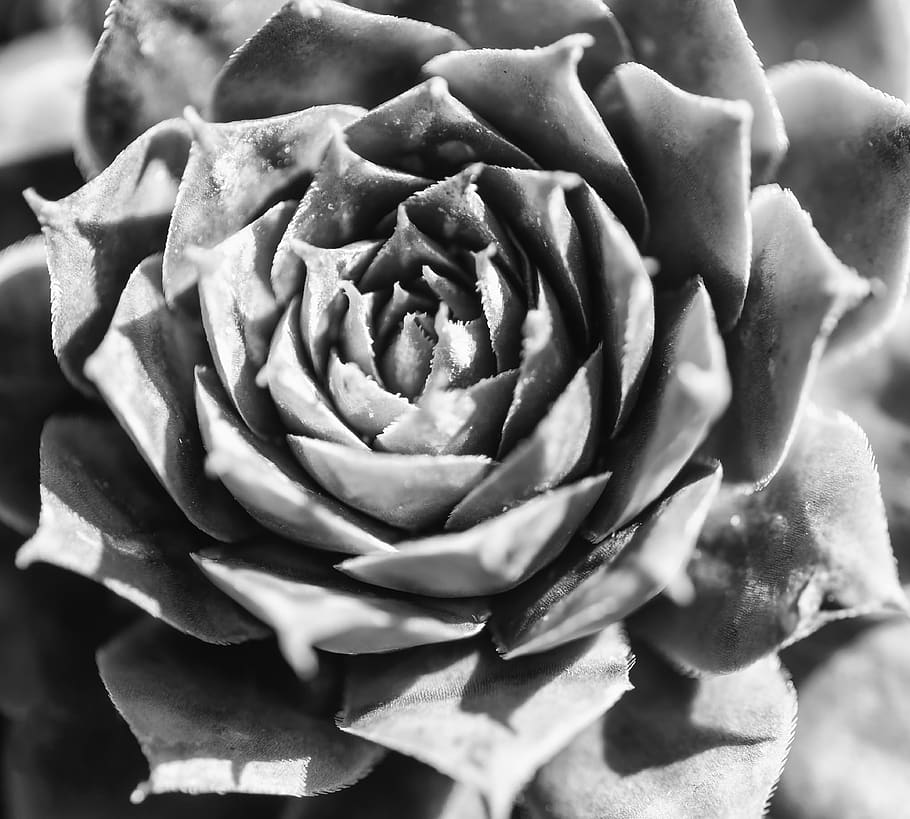 cactus, flowering plant, flower head, petal, beauty in nature HD wallpaper