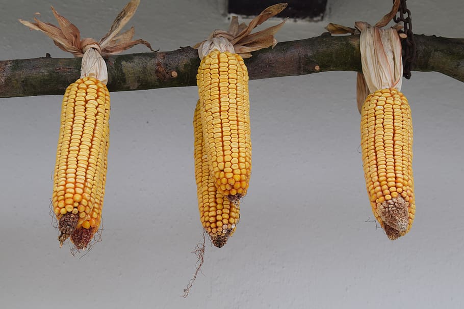 folk, corn, old, dry, hungarian, branch, folklore, hungary HD wallpaper