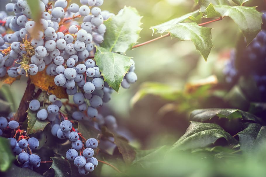 selective focus photo of blueberries, leaf, berry, leaves, fruit HD wallpaper