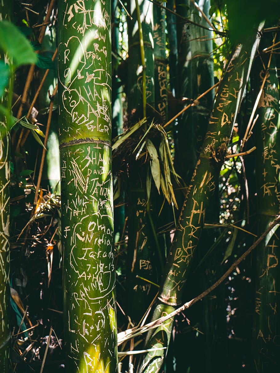 bamboo grass with engraved text, plant, growth, green color, nature HD wallpaper