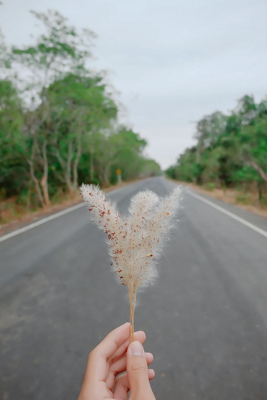 thailand, ubon ratchathani, human hand, one person, holding HD wallpaper