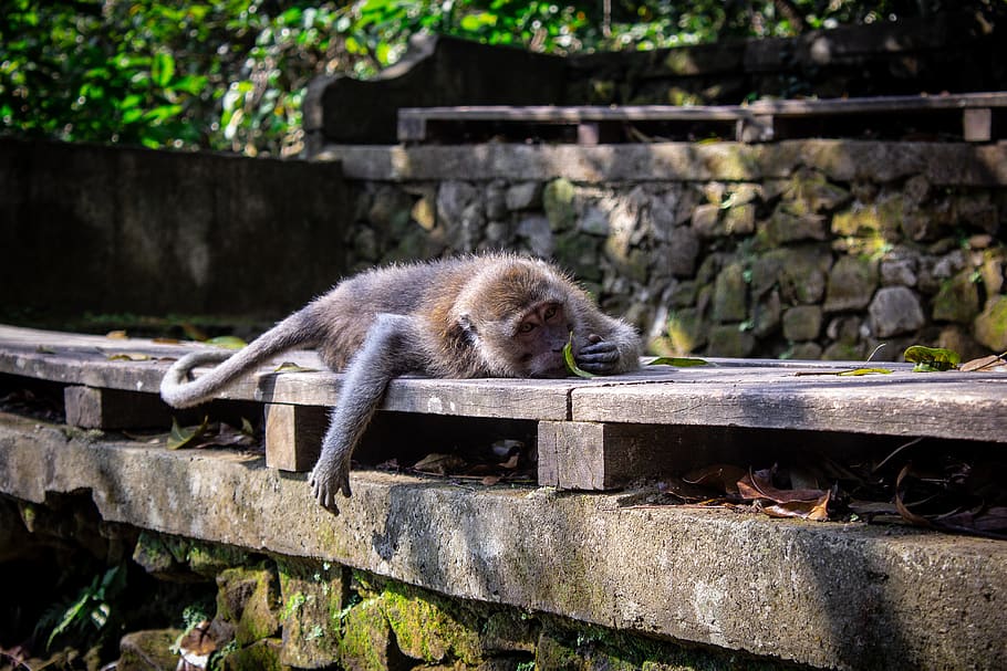 brown monkey, animal, animal themes, mammal, one animal, animal wildlife HD wallpaper
