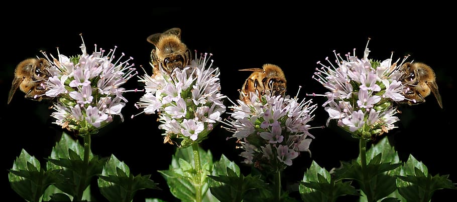 bees, insects, pollen, mint, flowers, garden, nature, flowering plant HD wallpaper