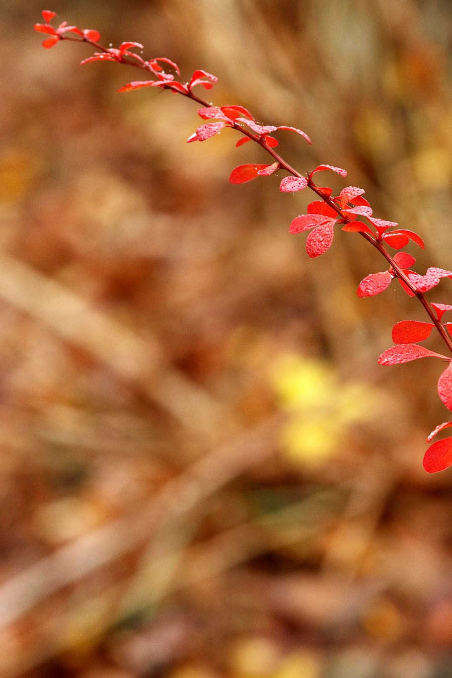 leaves, branch, nature, fall, autumn, red, plant, growth, beauty in nature HD wallpaper
