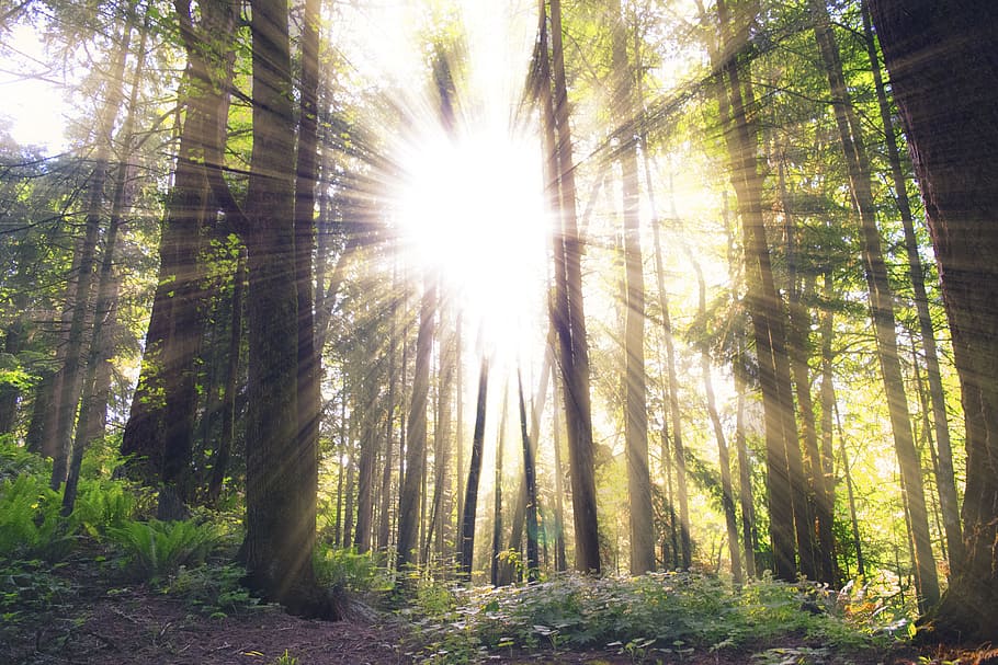nature, landscape, woods, forest, trees, sun, travel, adventure HD wallpaper